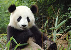 Panda Photo 1