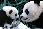 Panda Photo 3