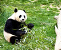 Panda Photo 5