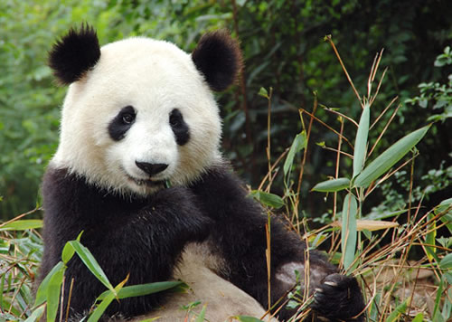 Giant Panda Photo 1